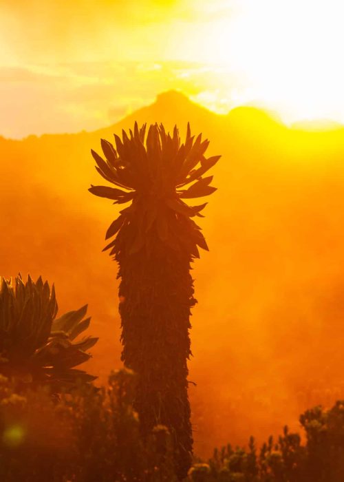 forest of frailejones or Espeletia, a beautiful plant in Colombian mountains, South America